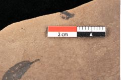 Foto (Detailsansicht) von Quercus palaeoilex Ettingshausen (NHMW-GEO-2024-0188-0834)